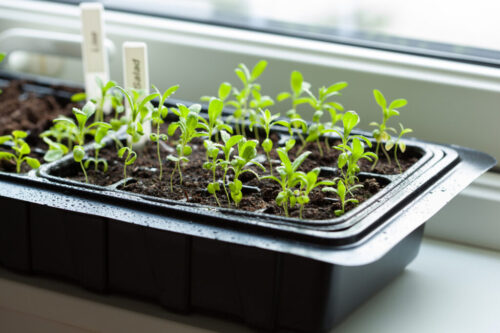 Tomato-canstockphoto46916070-1024x683