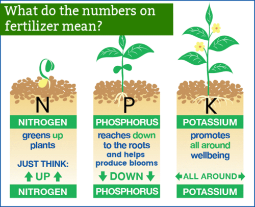 Container Gardening Graphic